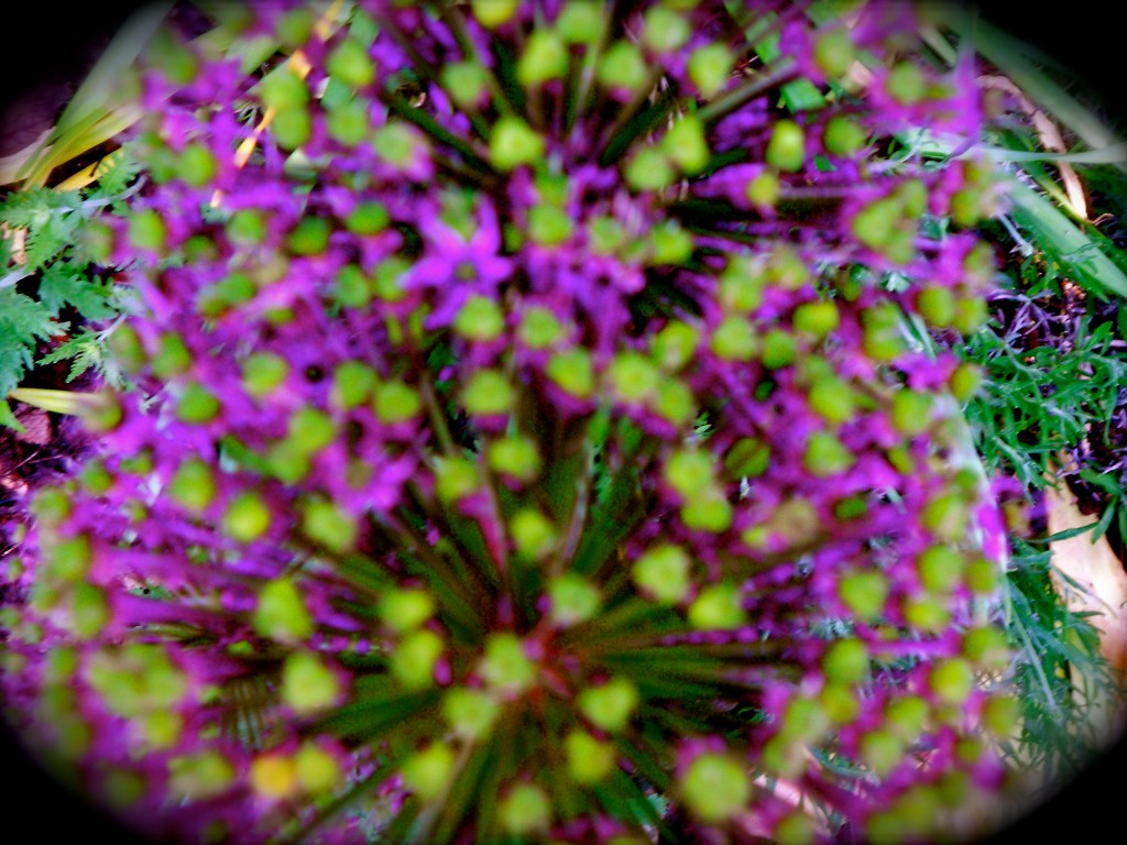 DSCN0093