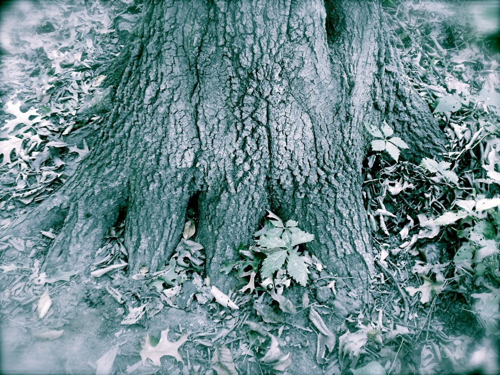 DSCN0457