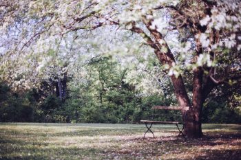 blossoms-bench-1-1000x666