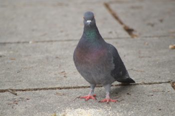 pigeon_free_pictures_for_commercial_use_1-4